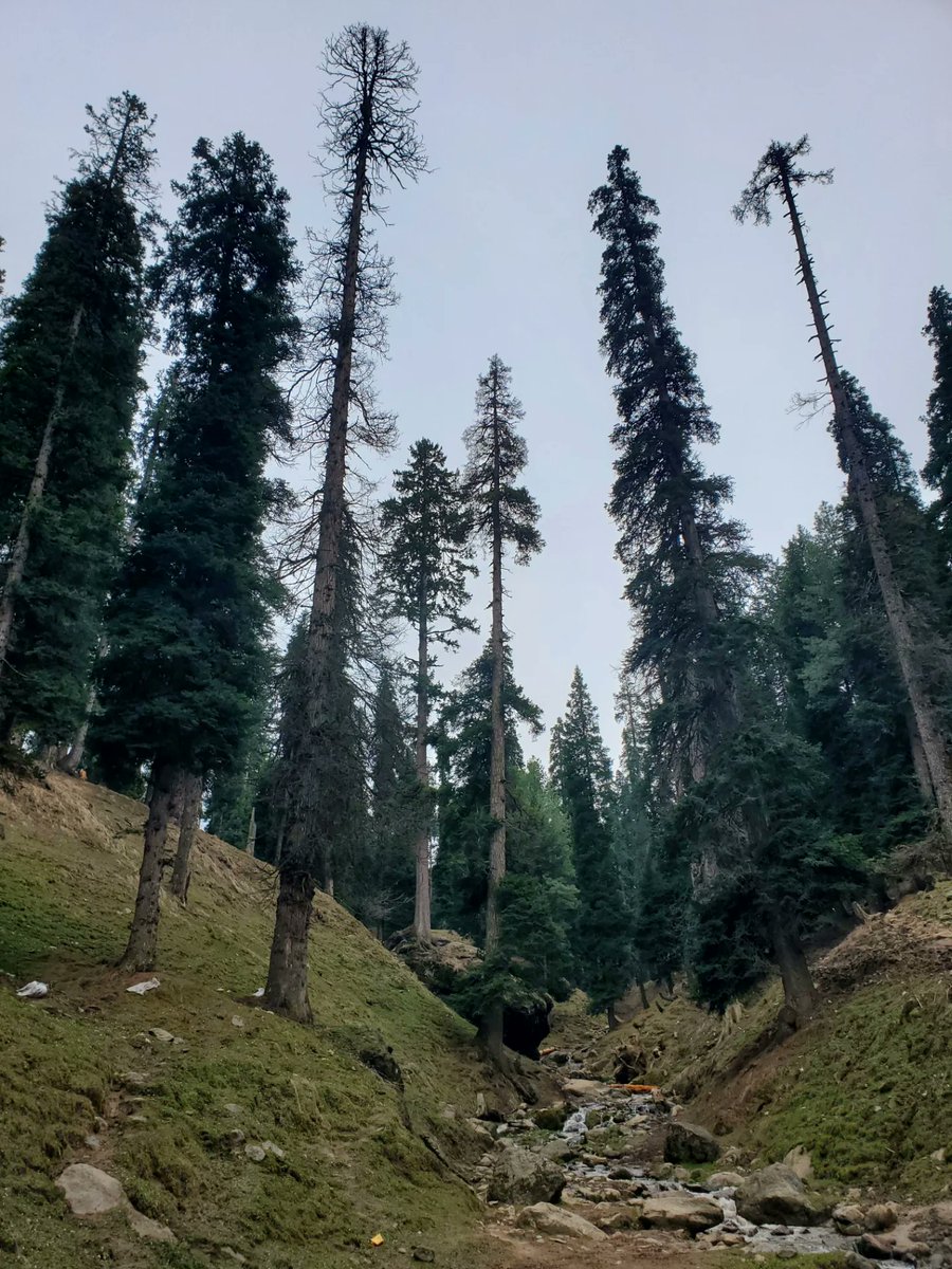 SyreetaWilawva's tweet photo. Srinagar–Pahalgam–Srinagar https://t.co/NnTpOJTQsF
