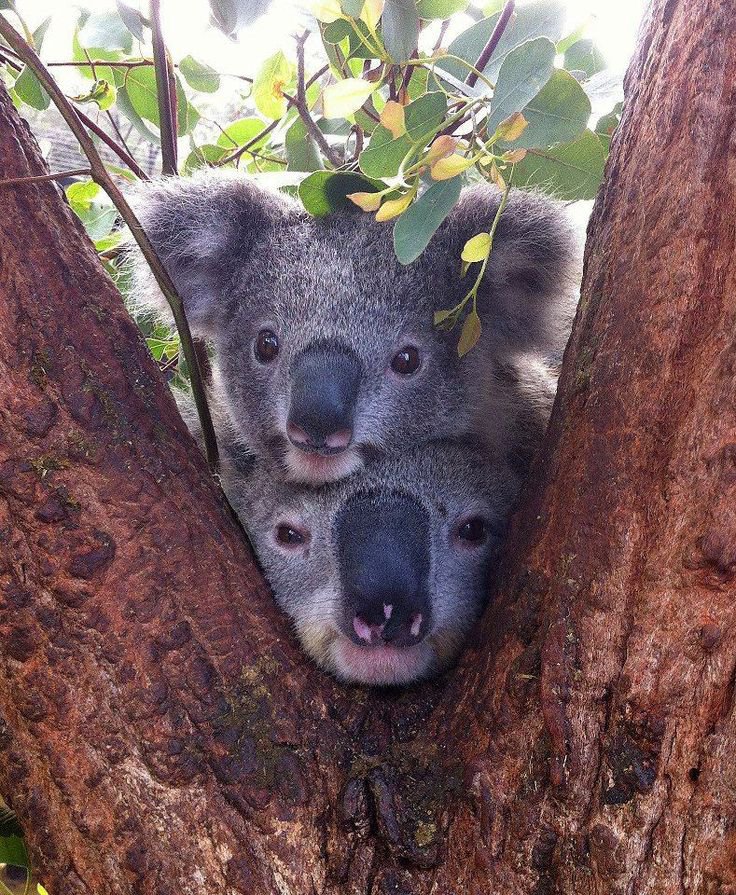 mr_newspapers's tweet photo. — A witness reports the infamous petnapper strikes again in Australia, when Australia Rep. Kylie Cooper's two koalas and 1 year old dog, Bandit, are stolen from his Melbourne home while at the shops. 

We are In the process of securing an interview with Mr Cooper. https://t.co/WwAdnvuOFc