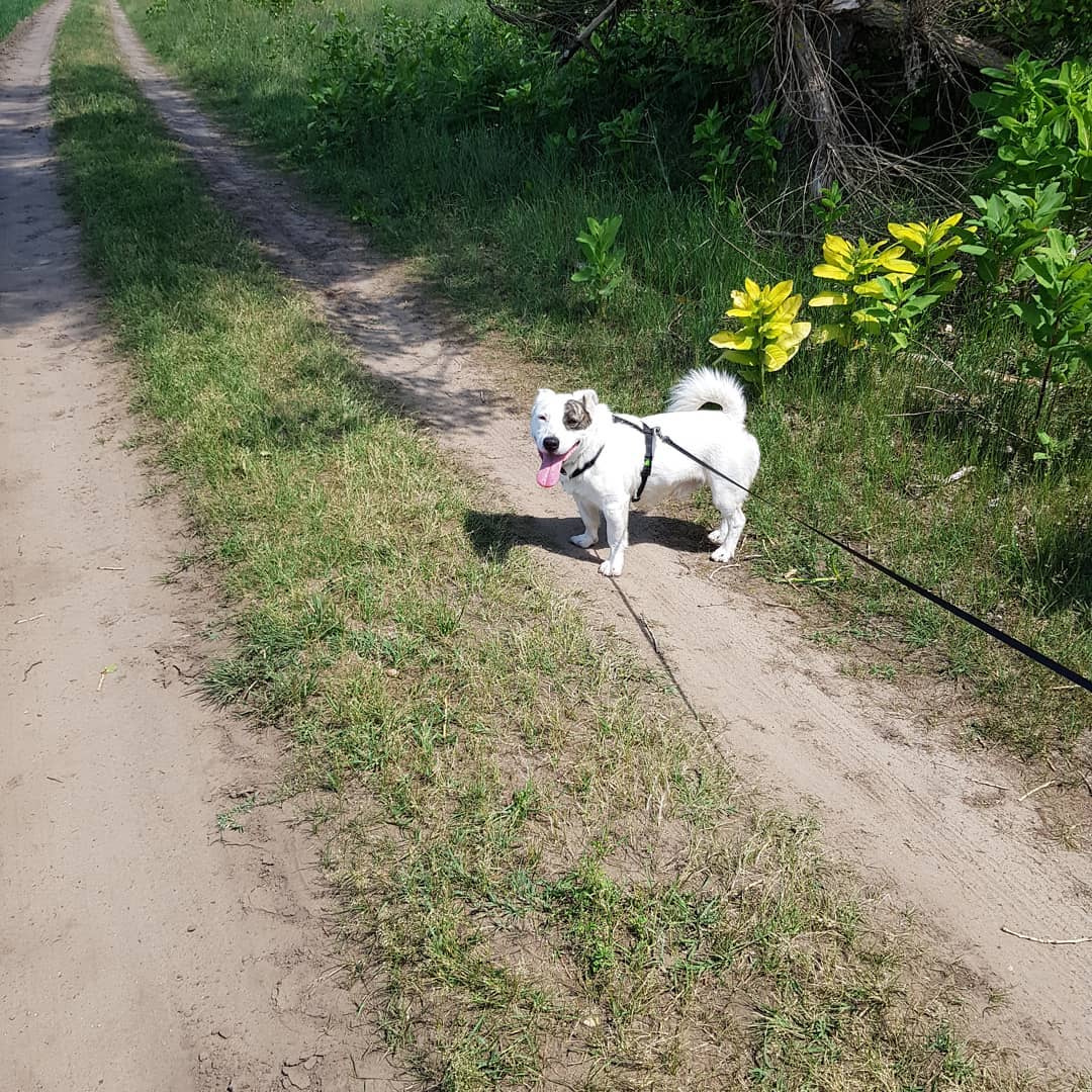 FernandoStowa's tweet photo. A big walk with Moki tonight https://t.co/AAwsuPnEeq