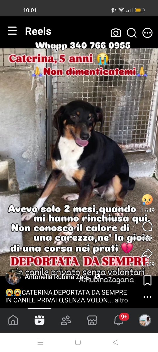 ClaudiaBen69's tweet photo. https://t.co/ltGsi6IkUF
🆘Caterina, 5 anni, deportata in un megacanile senza volontari, reclusa in gabbia H24 da quando aveva 2 mesi!Mai una sgambata o una carezza 💔 #adozioni #adottami #deportata #adozioneurgente #adottauncane #4voiceless #adoptdontbuy #adottamisubito #urgente https://t.co/HdmzIt2YKI