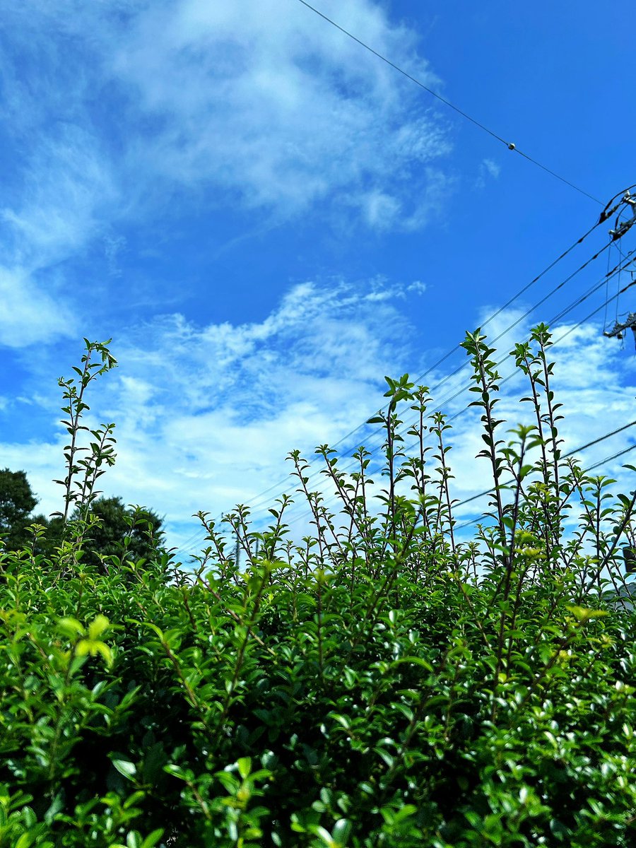MrLonely_Panda's tweet photo. 朝は晴れてて暑かったけど、空は夏から秋に変わって来たんだなって実感した。 https://t.co/xlXyuvZKQt
