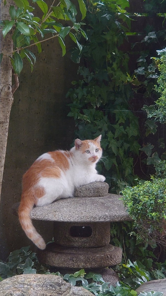 chocolat_013's tweet photo. 今日は愛猫のお葬式でした。悲しくて辛くてずっと泣いていました😭

火葬場から帰ってきたら猫ちゃんがいました。肩を落としている私に話しかけてきて撫でて欲しそうに寄ってきました。

この猫さんの行動は旅立った愛猫に頼まれたように私を癒してくれました。

ありがとう。 https://t.co/I9dvaTftI8