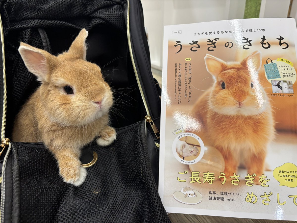 うさぎのしっぽレイクタウン店 on X: うさぎのしっぽレイクタウン店 on X:
