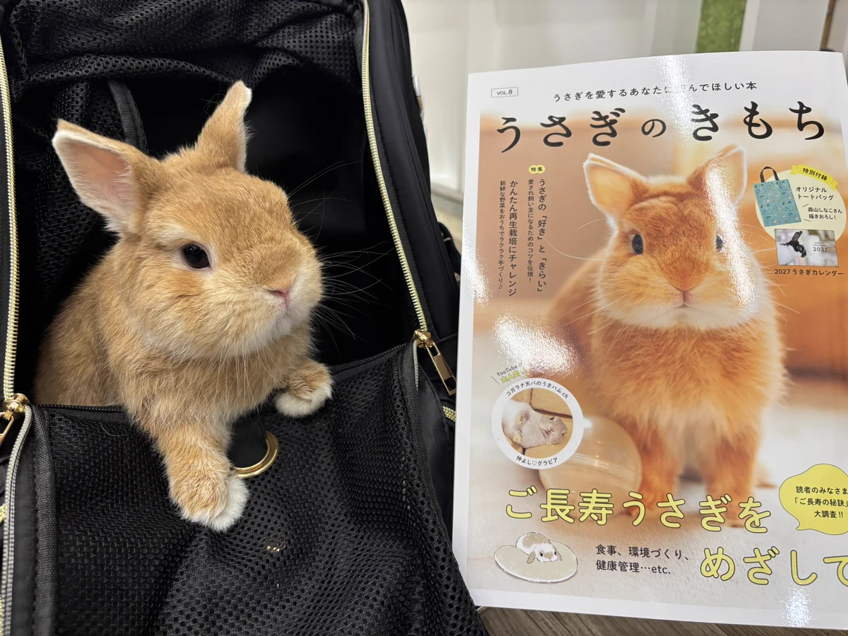 うさぎページ うさぎのしっぽレイクタウン店 on X: 