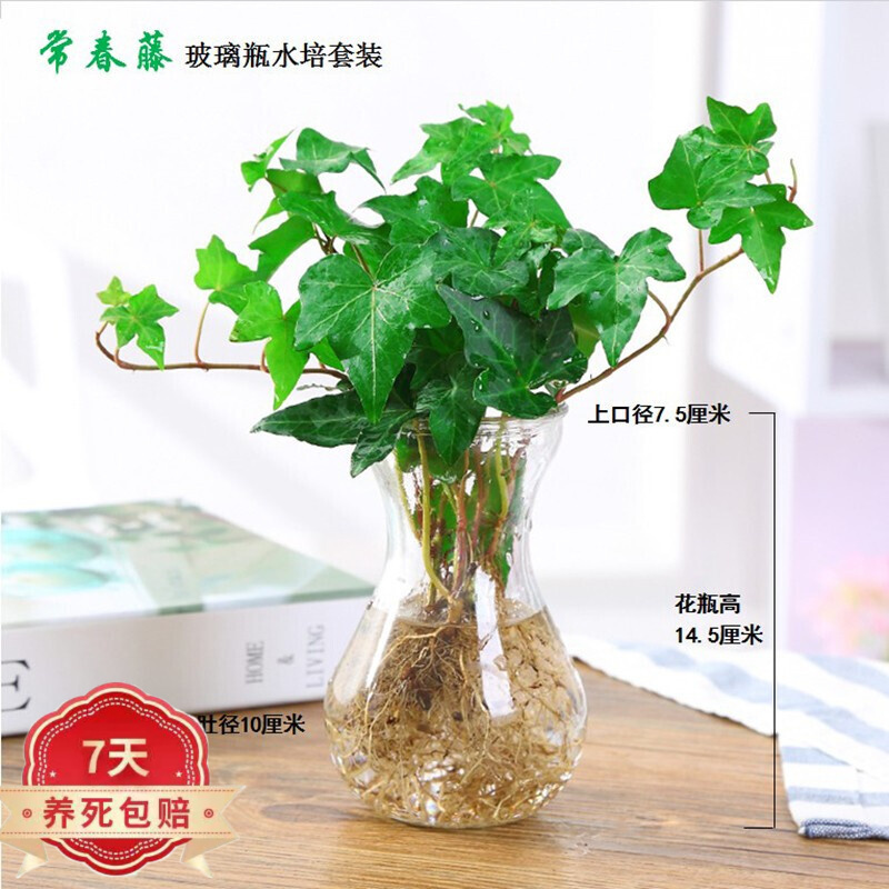 jilgero66's tweet photo. Turn an old mason jar into a cute plant propagation station with some twine and glass markers—zero waste, full vibe! https://t.co/QAegubU6Yi