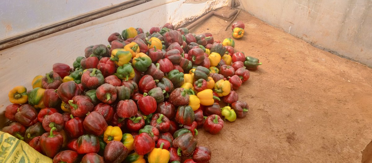 etiennexpert's tweet photo. Guess what this crop is? 

Looking at these pictures, you might simply see a greenhouse full of healthy pepper plants and a beautiful harvest.

But for me, these pictures tell a much bigger story.

I remember walking through this pepper field and thinking about everything that happens before a farmer can stand beside a pile of harvested peppers.

It starts with something so small—a seed.

Then comes the nursery, transplanting, watering, feeding, crop protection, training, scouting, and countless hours of monitoring.

And then, slowly, the plants begin to reward the farmer.

What I love most about agriculture is that the field teaches you patience.

You cannot plant today and expect to harvest tomorrow. You have to care for the crop even when there is nothing to harvest yet. You have to make decisions when the outcome is still uncertain.

And eventually, you walk into the greenhouse and see this. 👆🏾

Rows of productive plants.
Peppers at different stages of maturity.
And a harvest that represents months of work, patience, knowledge, and persistence.

The second picture reminds me of the journey.

The first picture reminds me of the reward.

But together, they tell one story:

Agriculture is a process—not an event.

For me, working around crops like these continues to strengthen my belief that agriculture can be much more than subsistence. With the right knowledge, technology, management, market access, and commitment, farming can become a profitable business and a pathway to creating jobs and transforming communities. 🇷🇼

Every harvest has a story.

This is one of them. 

#Agriculture #PepperProduction #Horticulture #Agribusiness #Rwanda #yefemerwandaltd #greenharvestinitiative