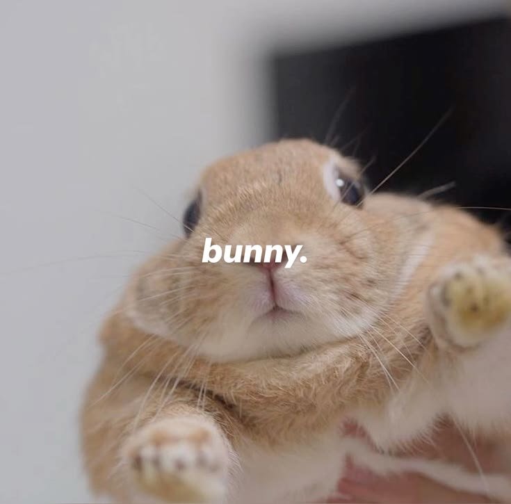 popularrabbit's tweet photo. https://t.co/dnvTdyWnbD