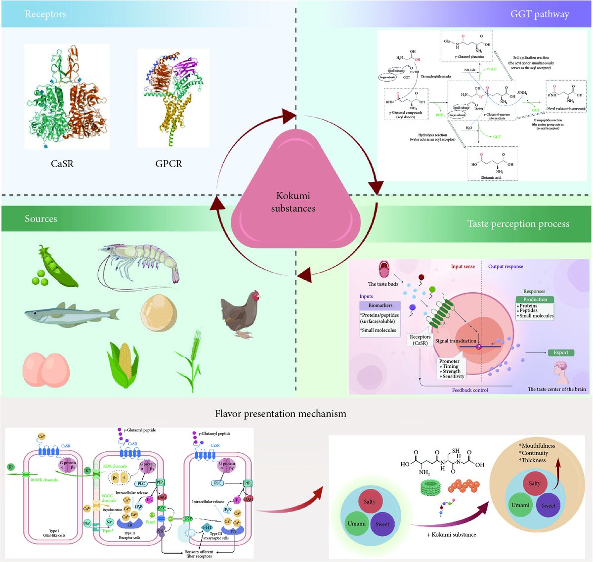 SciOpenTUP's tweet photo. How do kokumi peptides enhance flavor beyond the basic tastes?
This review explores kokumi peptides, calcium-sensing receptors, receptor interactions and flavor-enhancing mechanisms, highlighting their food industry applications.
https://t.co/kCOyhg8n7F
#SciOpen #TUP #FoodScience @Tsinghua_Uni