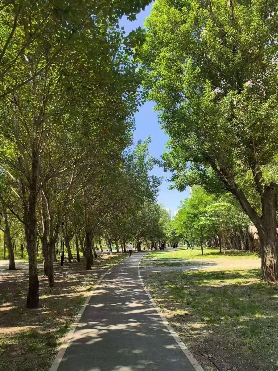 RoryGaito's tweet photo. Hoy salí a caminar por el parque, el sol era agradable y tomé una foto de un árbol bonito, una salida tranquila! https://t.co/pZ8mflnV4I
