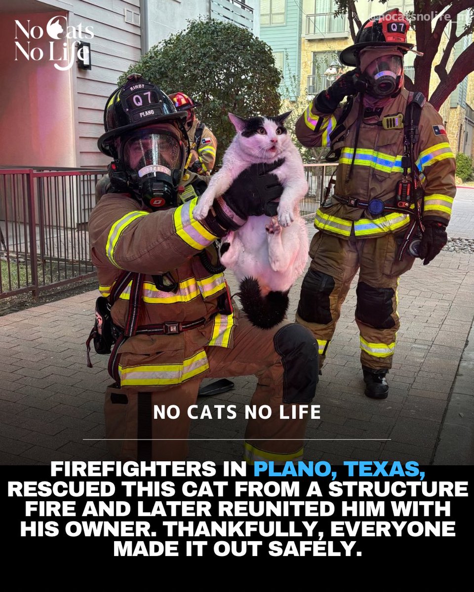 NoCatsNoLife_m's tweet photo. After being rescued from a structure fire in Plano, Texas, this cat was safely brought out and later reunited with his owner. The firefighters then held him up for a photo like the little trophy of the rescue — and his face still looks like he can’t quite believe he made it out safe.