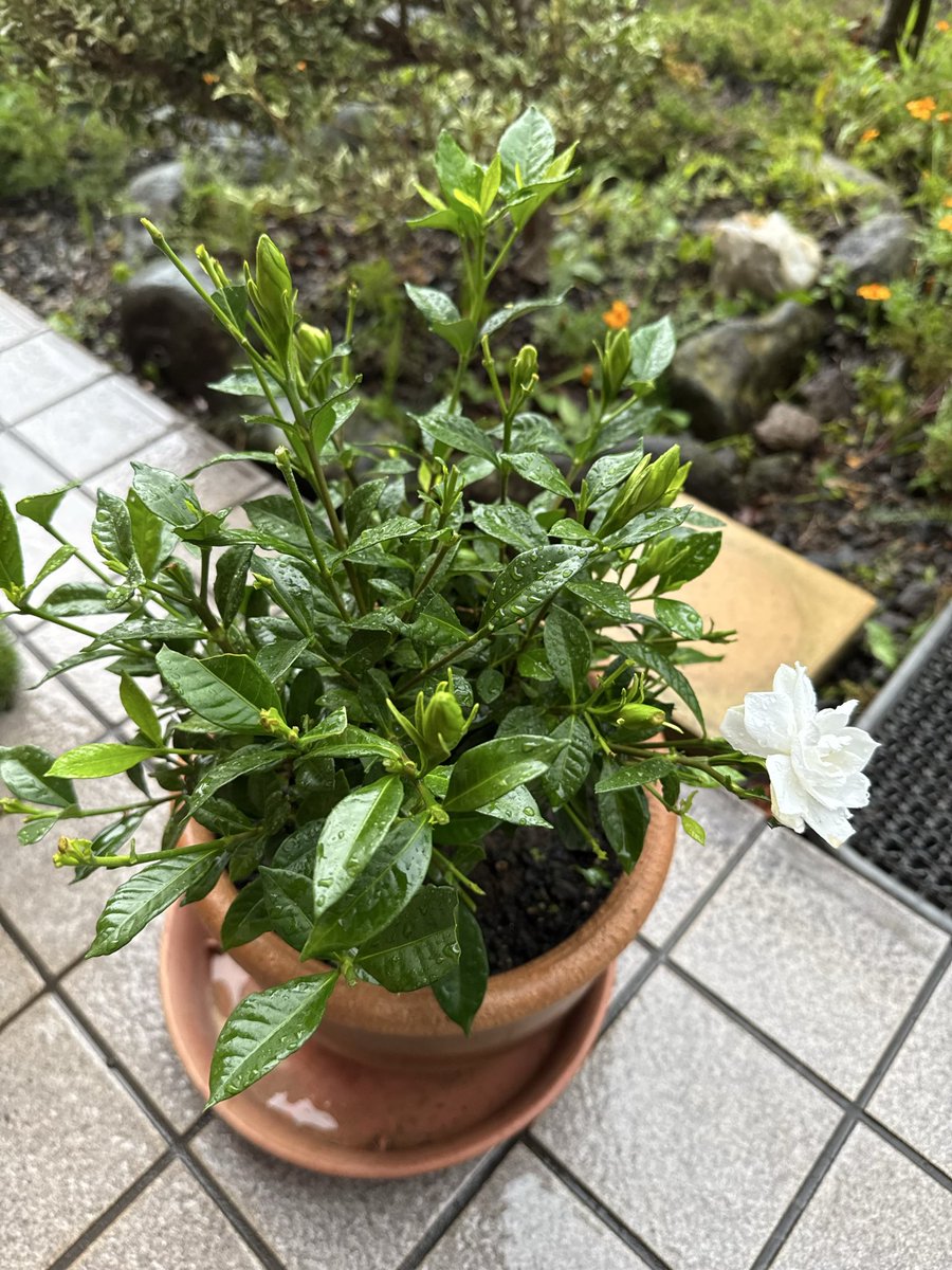 TaShinichi's tweet photo. 今日気がついたら、クチナシの葉っぱにデカい青虫が4匹も🐛えらく喰われてしまって！早速駆除しました💢 https://t.co/rrel8iZKz1