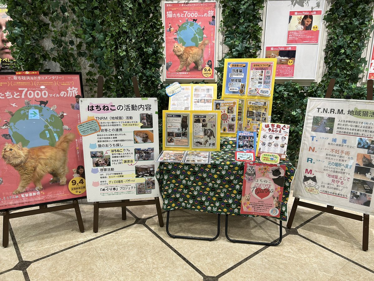 kimutako's tweet photo. カタールの人口300万人に猫も300万匹という事に驚き！ https://t.co/aoDKmwZKup