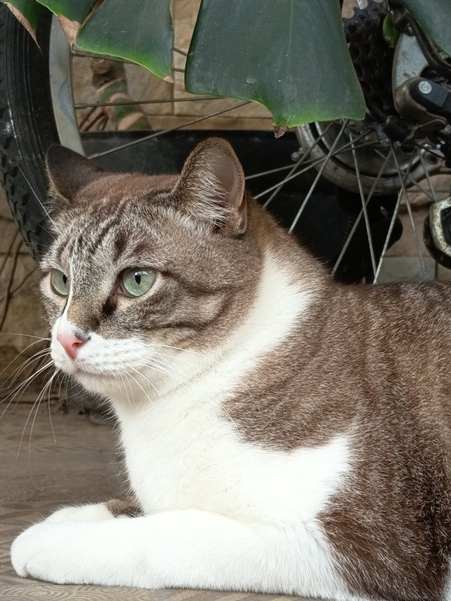 CakD3pp's tweet photo. 7,3 kg kucing kampung rasa BSH https://t.co/kOO41Thddo