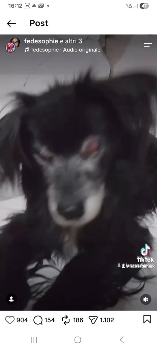annina_cutillo's tweet photo. Questo sfortunato cagnolino deve trovare casa!!!!!!Voglio tantissime condivisioni!!!!!!!Grazie! https://t.co/zSjtaVpKFn