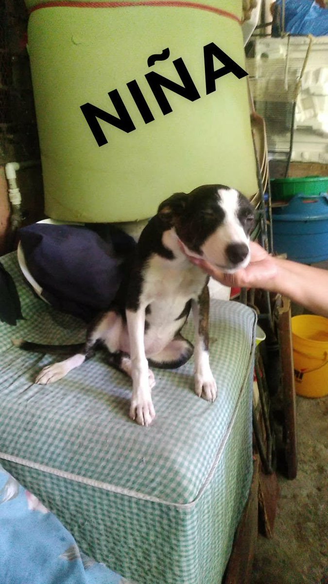 lyssitta's tweet photo. SERVICIO SOCIAL✅️
#adopta
Nos piden publicar 👇🏻 

Buen dia quiero pedir su ayuda para encontrar les hogar a estos perritos los tengo en ciudad delgado SAN SALVADOR MAS INFO 75086279 son rescatados no tuve corazon dejar los a su suerte estan pequeños aprox 4 meses son juguetones y cariñosos ya los asie porque estaban sucios