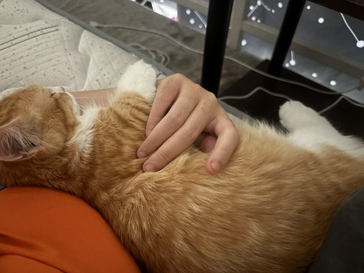 wayyfi's tweet photo. Baru ini punya anak se clingy ini🥺 look at those tiny paws🤏🤏🤏🤏 shakvsdbs GEMECH BANGET https://t.co/WtnMuh4If9