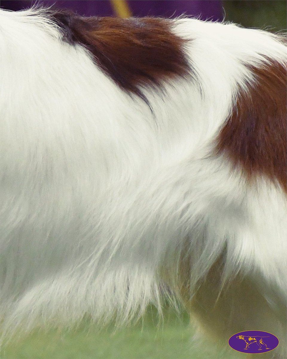 WKCDOGS's tweet photo. This Dutch dog once used its constantly wagging, feathered tail to lure ducks into clever pond traps called “eendenkooi.” 🦆 Bonus clue: those distinctive black ear tips are called “earrings.” https://t.co/dRU9sQlhFk
