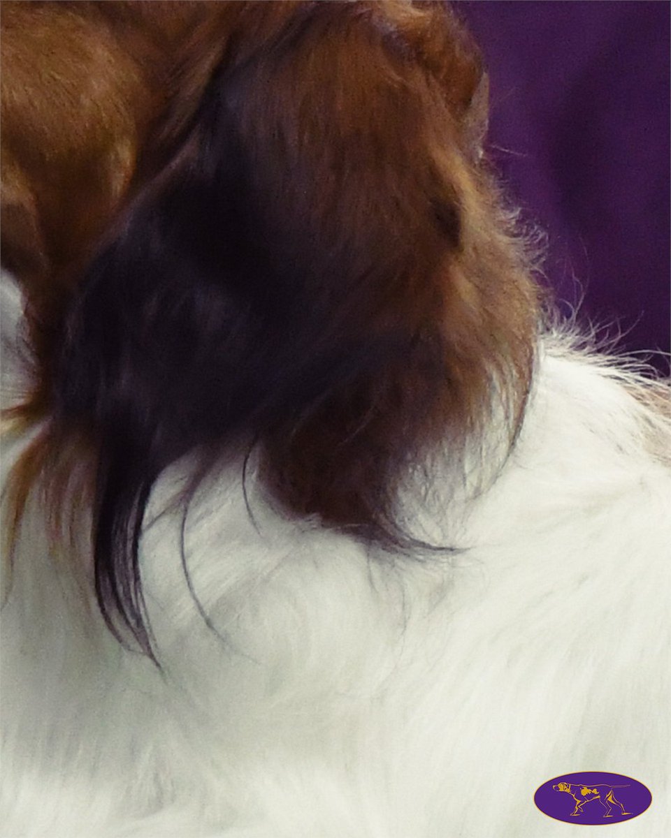 WKCDOGS's tweet photo. This Dutch dog once used its constantly wagging, feathered tail to lure ducks into clever pond traps called “eendenkooi.” 🦆 Bonus clue: those distinctive black ear tips are called “earrings.” https://t.co/dRU9sQlhFk