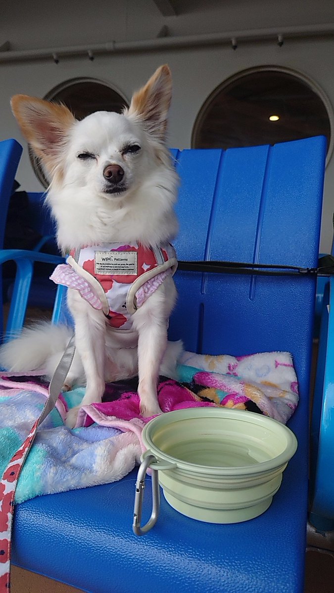 nonoAP_0403's tweet photo. 本日(2026/9/9)のノノさん🐕✨

今日は生憎の空模様からのスタートでしたが佐渡金山やきらりうむ佐渡など主要な観光地をぐるっとしました

なかでも浮遊選鉱場跡では雨が小康状態になったので少しだけお散歩🐾

帰りのフェリーでは落ち着いた状態で夕飯をペロリ😋行きは緊張状態だったので安心しました https://t.co/4mIiqVAT7n