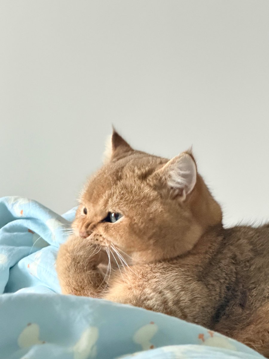 nocontextscats's tweet photo. hmmm https://t.co/mIz6C7K7og
