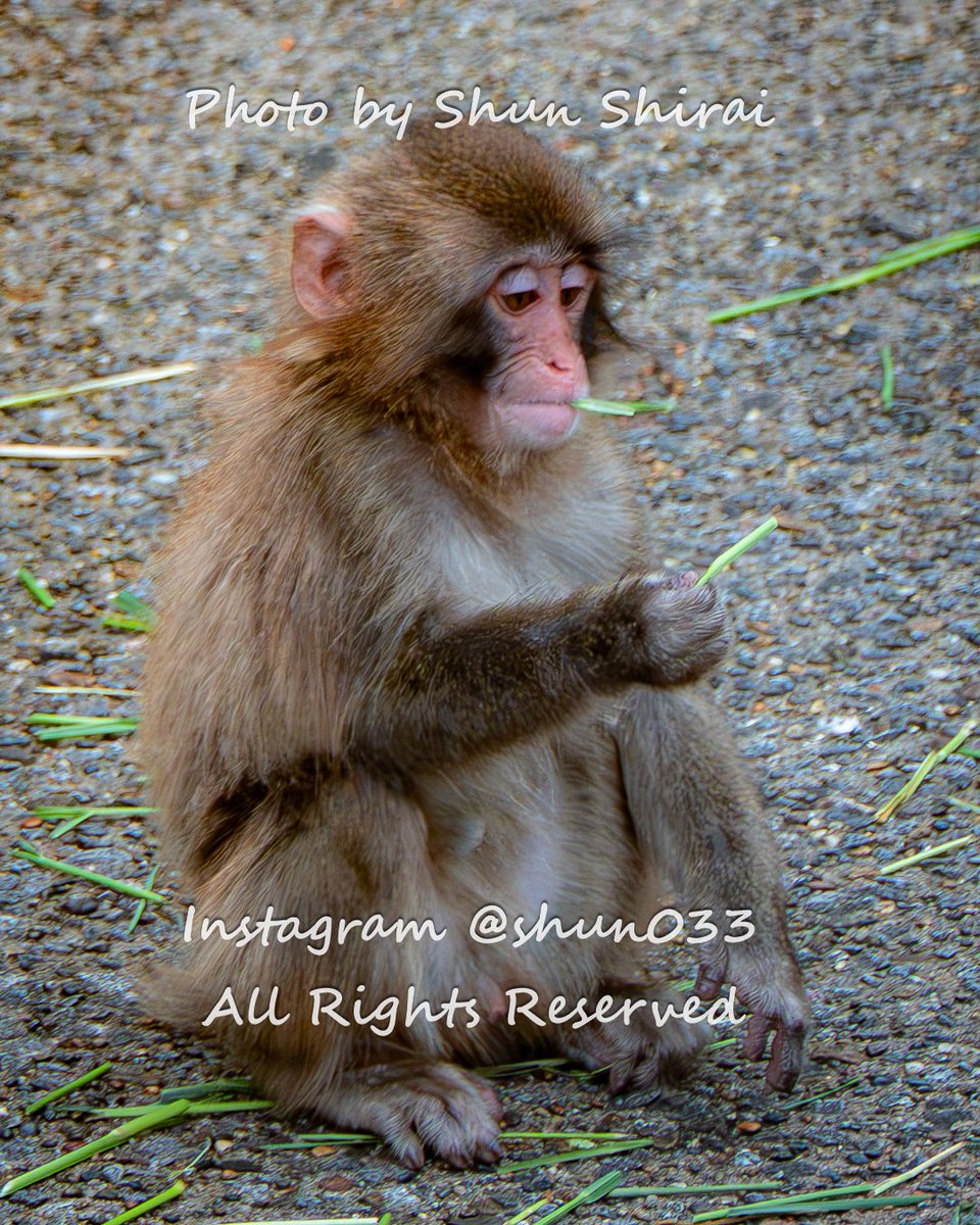 JUN1785's tweet photo. 変顔っぽいパンチくん🐒
©Shun Shirai – All Rights Reserved. No Unauthorized use my photo❢
散らばった葉っぱを拾ってはおしゃぶりを楽しんでるパンチくん。
何だか余裕たっぷりでくつろいでて、葉っぱをタバコのように咥えて変顔っぽく見える瞬間がまた可愛い🥰
こういう人間っぽい仕草はどこで覚えたんでしょうね（笑）

市川市動植物園のサル山改修工事は連日の雨のため進捗が遅れているそうで、9/1-9/18に加えて9/25（金）～10/9（金）も観覧休止（9/19-24のシルバーウィーク期間中は観覧可能の予定）となることが発表されましたね。
まだまだ雨が続きそうですが、これ以上進捗が遅れませんように。

※写真の盗用・無断転載は厳禁!!（SNS公式機能のリポストのみOK）
もし盗用している投稿を見つけたら、注意、通報、情報提供等にご協力いただけると大変ありがたいです。
やむを得ず写真に埋め込むサインも大きくしてインスタのIDも入れてます。
写真が見づらくなってしまって心苦しいですが、パンチくんの写真の投稿を続けていくにはそうせざるを得ない状況なのでどうかご理解ください🙇‍

*The theft of photos of Punch-kun and others still hasn't stopped 😢
If you find a post that has stolen photos, even just adding a comment like, "That's not your photo, is it? Unauthorized reproduction is not allowed," would be effective, so your cooperation would be greatly appreciated.
I've reluctantly made the signature embedded in the photos larger and added the Instagram ID.
I'm sorry that the photos have become harder to see, but I have no choice but to do this in order to continue posting photos of Punch-kun, so please understand.

📍 市川市動植物園
📸 2026/8/3

Punch-kun relaxing by chewing on a leaf.
📍 Ichikawa City Zoological and Botanical Garden,Chiba Japan
📸 Aug 3,2026

#がんばれパンチ #がんばってるねパンチ #市川市動植物園 #パンチくん #punch #パンチ #punchkun #punchthemonkey #千葉 #市川 #japan #photo_jpn #raw_japan #東京カメラ部 #nipponpic #zekkei_joyful
