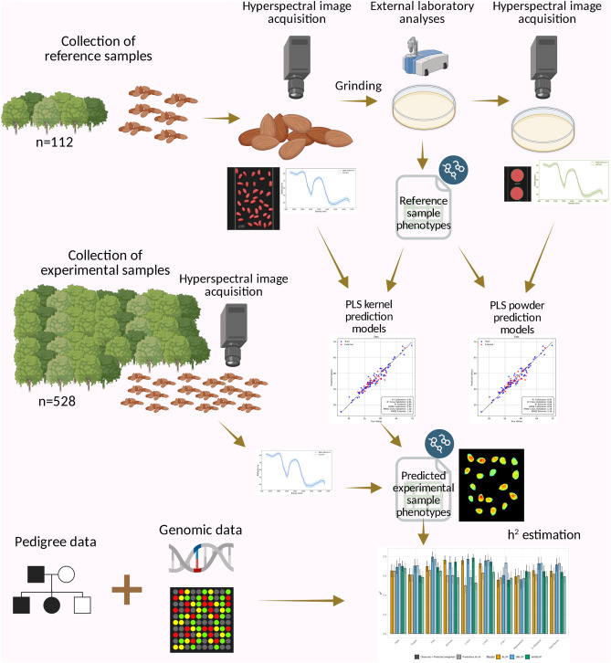 PPhenomics's tweet photo. Hyperspectral imaging with PLS models rapidly predicts almond nutritional components, enabling high-throughput phenotyping of 528 genotypes and revealing high heritability for breeding selection. #AlmondBreeding #HyperspectralPhenotyping
Details: https://t.co/e1gQ83E82B https://t.co/89cvPwHbeG