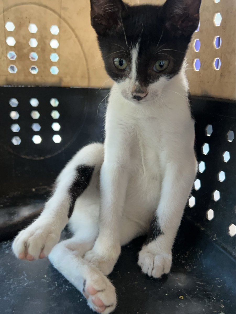 RescueCare's tweet photo. Hunger brought her to the garbage. Even her injured leg couldn’t stop her from searching for something to eat.💔

I found her there today, alone, trying to survive on whatever she could find.

I managed to catch her and immediately took her to be examined.

She went looking for scraps of food… and instead, she found someone who refused to leave her behind.🐾❤️‍🩹

Please, my friends, stand with us and help us give her the care she needs.🙏❤️

PayPal: https://t.co/eL95czBcm6
GoFundMe: https://t.co/hYA2hXUDDU

#Gaza #AnimalRescue #CatRescue #SaveAnimals