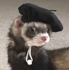 FerretPerHour's tweet photo. https://t.co/HhfJv0a6Gh