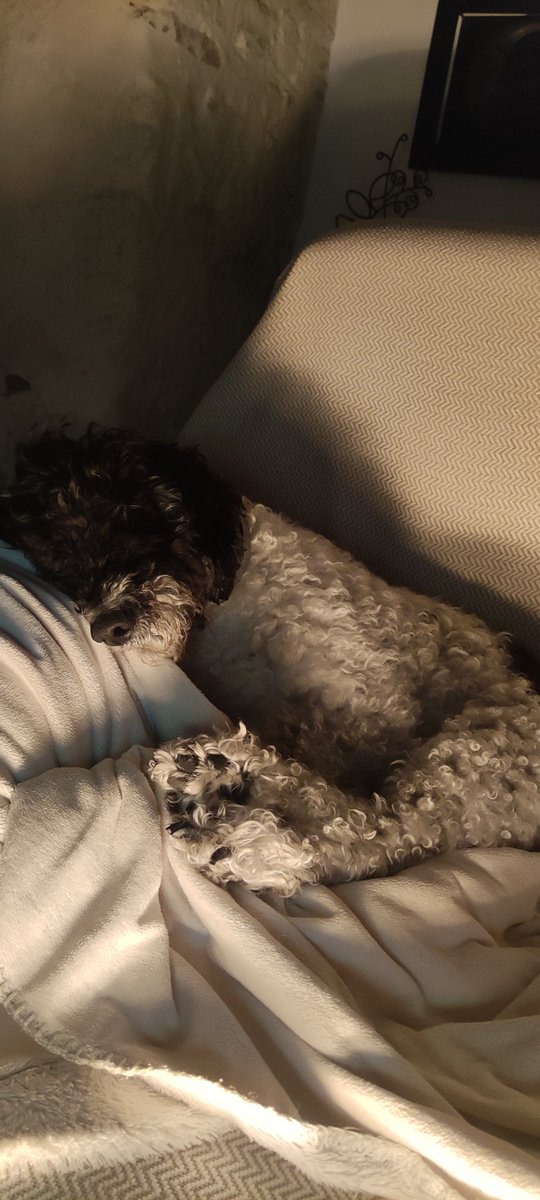 TamaraJim's tweet photo. @Ana9Lisa El sábado hará un año que dejamos marchar a mi gordita, después de luchar 6 meses contra un tumor que no tenía cura 😔. No hay día que no la eche de menos https://t.co/hrwVj5ScGn