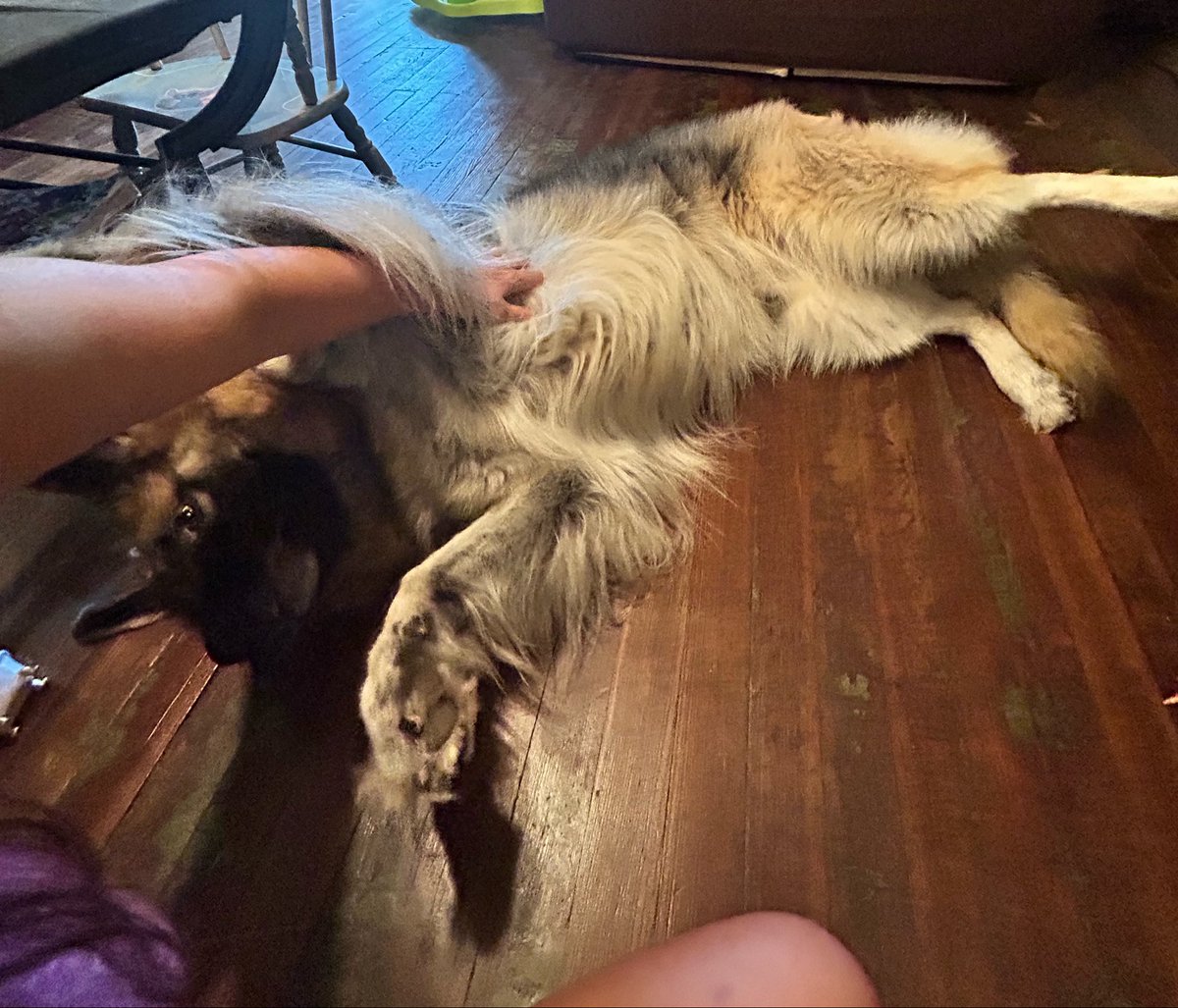 MayMetaX's tweet photo. @TruckMeta Gratitude Truck! God bless 

Good morning from Odin our longhair Shepherd https://t.co/biA2GEXunQ