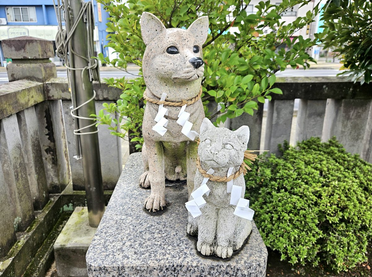 MSZM8's tweet photo. 2026.09.03
栃木県宇都宮市の「今泉八坂神社」を参拝⛩️
お目当ては9月1日～末日まで頒布しているカード型御札の「長月の月参り符」💡
9月27日の「黄ぶなの日」と9月29日の「招き猫の日」にちなんだ図案😻
可愛らしいうえに縁起が良いデザインでお気に入り✨ https://t.co/EW4RejNIxh
