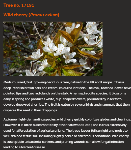 Tree no. 17191
Wild cherry (Prunus avium)
Wild cherry
Medium-sized, fast-growing deciduous tree, native to the UK and Europe. It has a deep-reddish brown bark and cream-coloured lenticels. The oval, toothed leaves have pointed tips and two red glands on the stalk. A hermaphrodite species, it blossoms early in spring and produces white, cup-shaped flowers, pollinated by insects to develop deep-red cherries. The fruit is eaten by several birds and mammals that then disperse the seed in their droppings.
A pioneer light-demanding species, wild cherry quickly colonizes glades and clearings. However, it is often outcompeted by other hardwoods later, and is thus extensively used for afforestation of agricultural land. The trees favour full sunlight and moist to well-drained fertile soil, including slightly acidic or calcareous conditions. Wild cherry is susceptible to bacterial cankers, and pruning wounds can allow fungal infection leading to silver leaf disease.