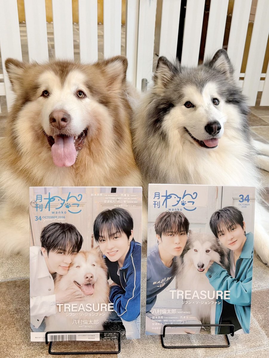 GrandMou_'s tweet photo. ✨️9/15発売✨️
月刊わんこ vol.34にアラスカンマラミュートのレインくんと紅ちゃんが掲載されています📚✨️

超人気アイドル『TREASURE』の
ジフンさんとジョンファンさんと一緒に撮影させていただきました📸

表紙+巻頭24ページにわたり、素敵なお写真がたっぷり詰まったとっても贅沢な一冊になっています🥹💕

お2人とも本当に本当に優しくて、
撮影中も撮影外でもたくさん遊んでくださったり
終始優しく声をかけながら可愛がってくださいました🐶
レインも紅もすっかりお2人が大好きになったようで撮影中もとっても楽しそうにしていました🐺🫶

素敵なご縁をいただき
こんなに素敵な撮影をしていただけたこと本当に嬉しく思います🐾

ジフンさん、ジョンファンさん、
そして撮影に関わってくださった皆さま本当にありがとうございました✨️

9月15日から全国の書店に並びます📚💕
ぜひぜひチェックしてみてくださいね🥰