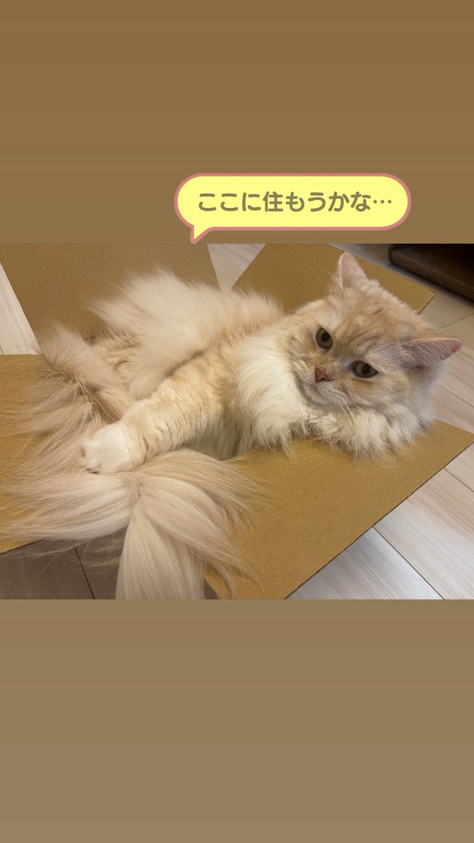 _mimi_mimi_815's tweet photo. #ひとんちの猫　#ラガマフィン https://t.co/jUQbbq0E49