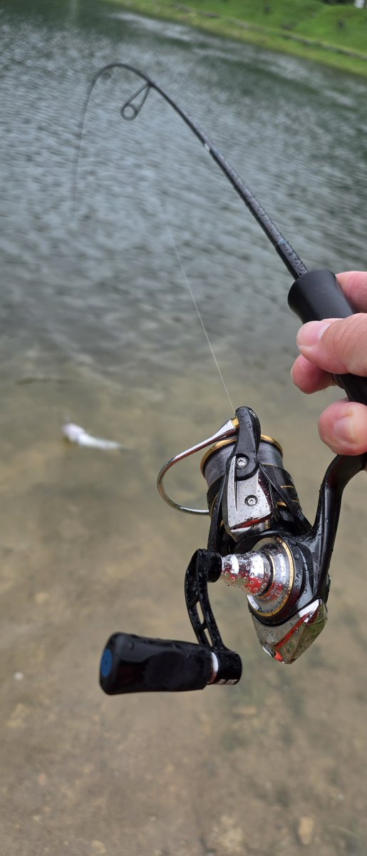 yuta12tanabe24's tweet photo. 減水から水位を戻し始めた五頭
雨のせいでほぼ貸しきりでした🎣

スプーンはむずかしめでミノーのローテとゲートのミディアムクラピーがイイ感じでした

早く満水の池でフルキャストしたいですね😁

#zpi 
#proarm https://t.co/77omvNKMcY