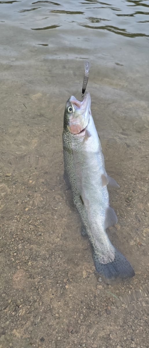 yuta12tanabe24's tweet photo. 減水から水位を戻し始めた五頭
雨のせいでほぼ貸しきりでした🎣

スプーンはむずかしめでミノーのローテとゲートのミディアムクラピーがイイ感じでした

早く満水の池でフルキャストしたいですね😁

#zpi 
#proarm https://t.co/77omvNKMcY