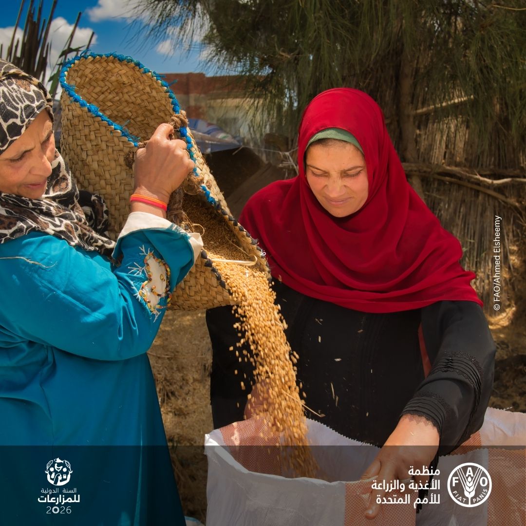 FAOEgypt's tweet photo. بالتزامن مع إعلان عام 2026 #السنة_الدولية_للمزارعات، نُبرز الدور المحوري للمرأة الريفية في الزراعة والأمن الغذائي. 
وتواصل جميع مشروعات @FAOEgypt دعم وتمكين المرأة الريفية، لأن تمكينها يعزز الإنتاج الزراعي ويحسّن سبل العيش ويسهم في بناء مجتمعات ريفية أكثر استدامة. https://t.co/zTkne70yiA