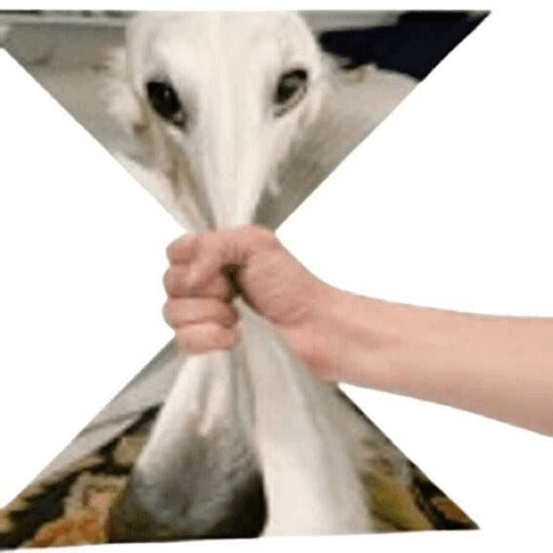 Borzoipf's tweet photo. So cool Solana being Solana

This is where the real believers enter

Don't need bundles in

We need $Borzoi - lievers https://t.co/opVC8Z1AKw