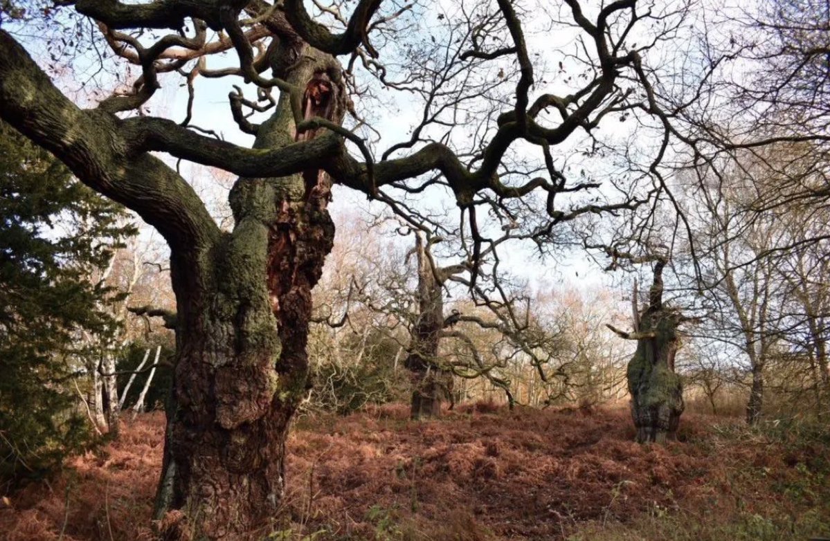 LGSpace's tweet photo. A single 400-year-old ancient oak produces 234,000 litres of oxygen a year while soaking up carbon dioxide, and can support more than 2,000 species of bird, insect, fungus, and lichen. Nature is amazing - we need more of it, not less. Please repost if you agree 🌳 https://t.co/NT3Y2cfR3q