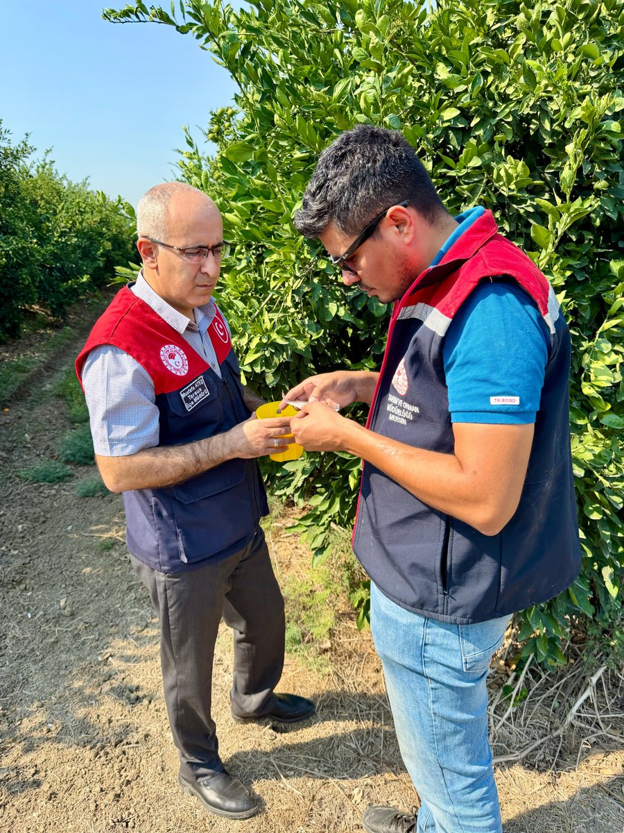 Tarsustarimi's tweet photo. 🍊🌱 Akdeniz Meyve Sineği (AMS) ile Mücadelemiz Kesintisiz Devam Ediyor! 🚜

👨🌾👩🌾 Üreticilerimizin emeğini, ürünlerimizin kalitesini ve tarımsal üretimimizi korumak için çalışmalarımız kararlılıkla devam edecektir. https://t.co/BSOCY0nFoj