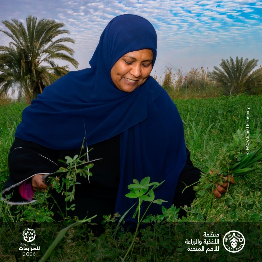 FAOEgypt's tweet photo. بالتزامن مع إعلان عام 2026 #السنة_الدولية_للمزارعات، نُبرز الدور المحوري للمرأة الريفية في الزراعة والأمن الغذائي. 
وتواصل جميع مشروعات @FAOEgypt دعم وتمكين المرأة الريفية، لأن تمكينها يعزز الإنتاج الزراعي ويحسّن سبل العيش ويسهم في بناء مجتمعات ريفية أكثر استدامة. https://t.co/zTkne70yiA