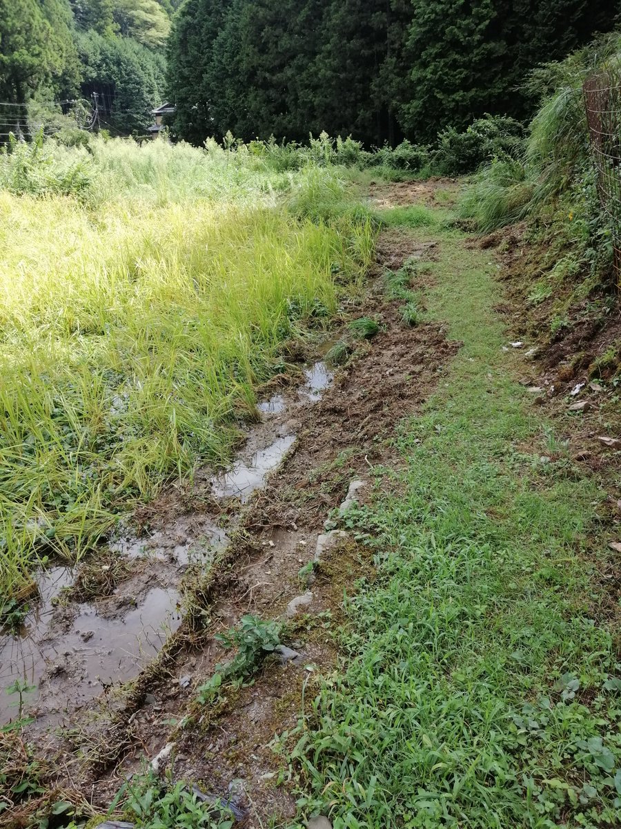 knsymk0511's tweet photo. #田んぼ #獣害 #イノシシ
秋の長雨で稲刈りのできない田んぼに🌾🐗💨イノシシの獣害…困ったな〜☹️ https://t.co/qtamDDoJPO