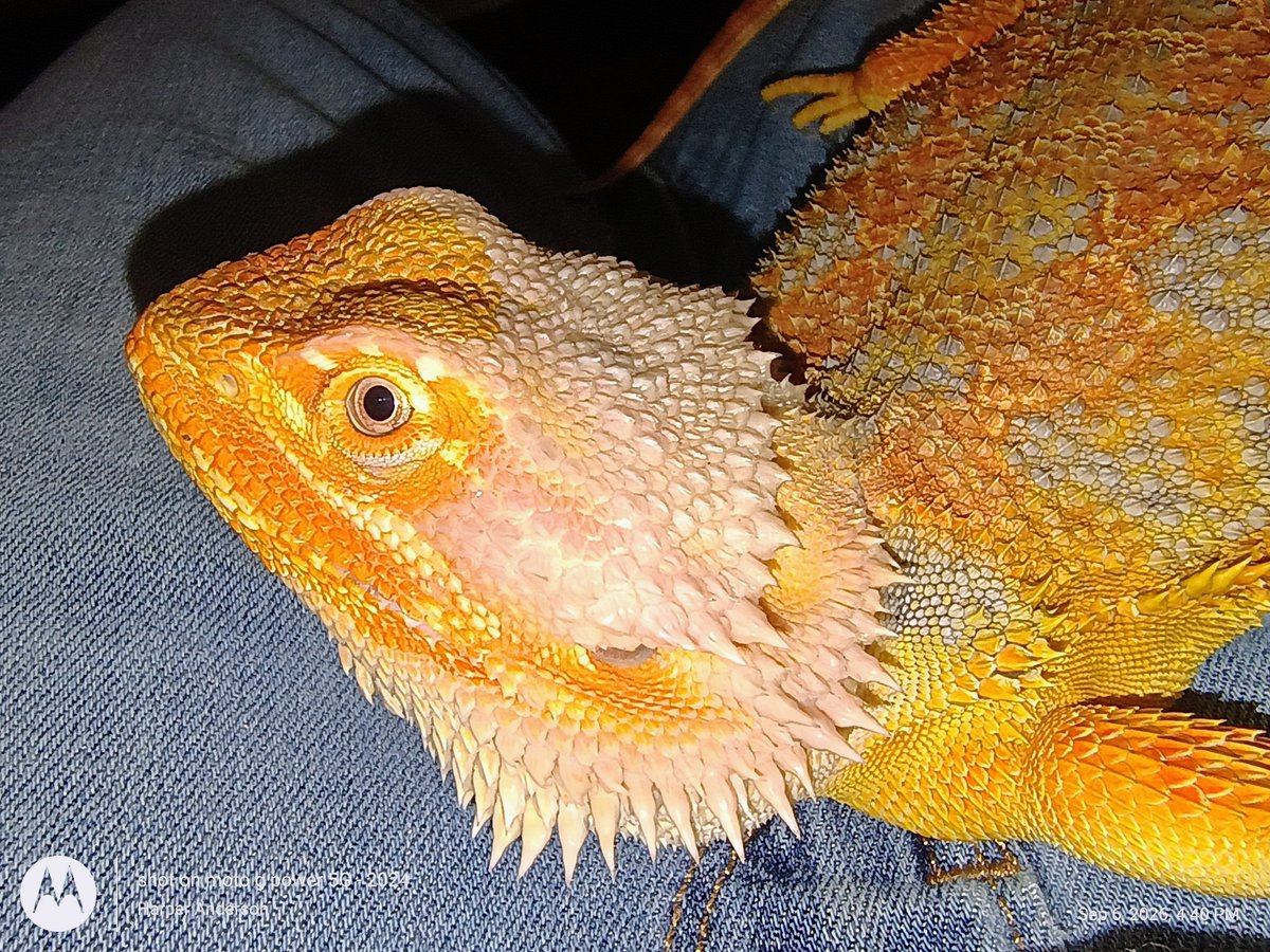 ShoutDigi's tweet photo. @DesertPogona You're welcome! Ziggy is currently going through a major potential growth shed and currently looks like Old Snake from Mgs4 😭🤣 https://t.co/9HcA1KGtKn