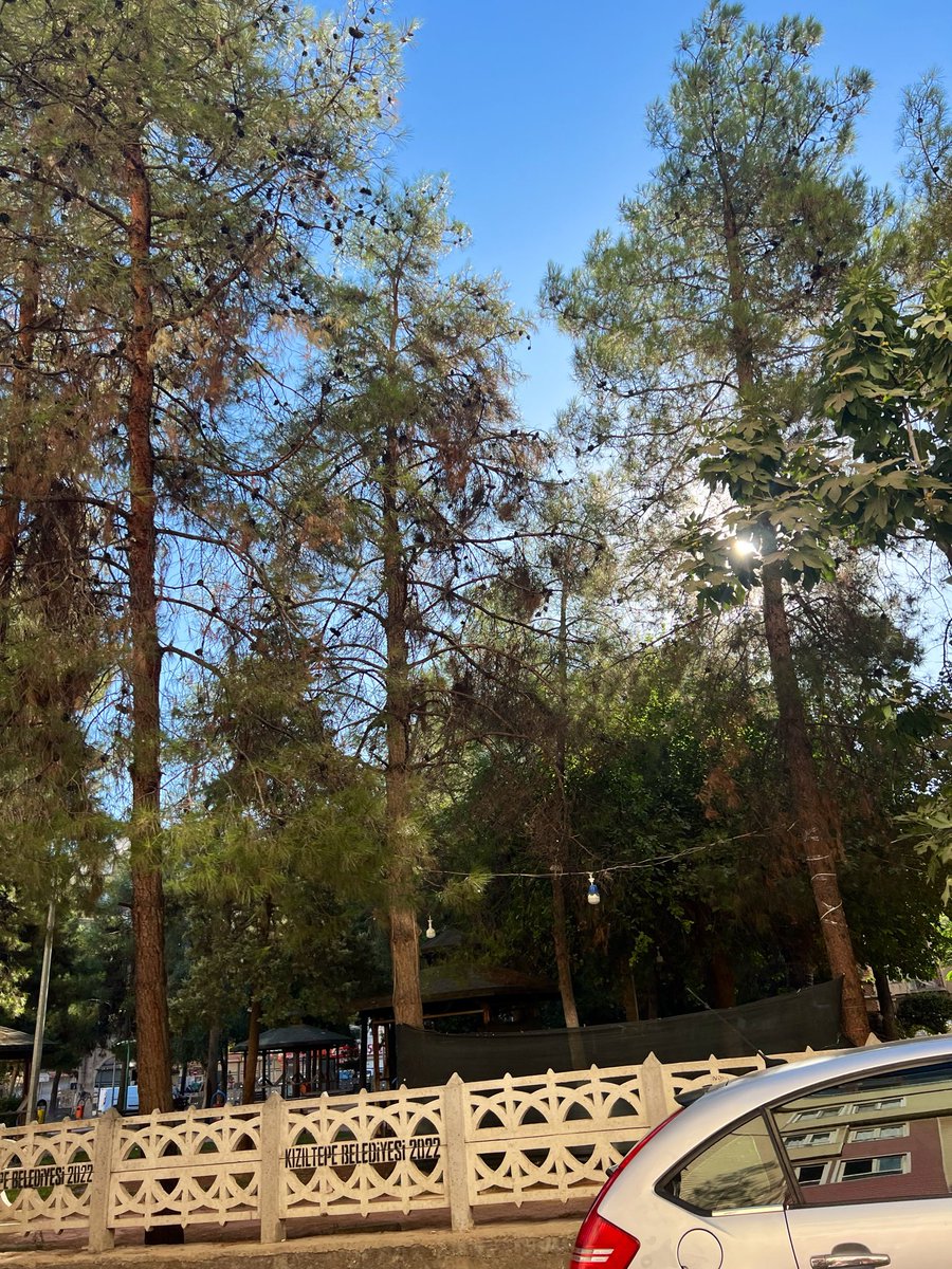 hayal047's tweet photo. Yaprak ağaçtan sıkılmıştı, sonbahar bahaneydi🍂🍃 https://t.co/TQAVCIrc5v