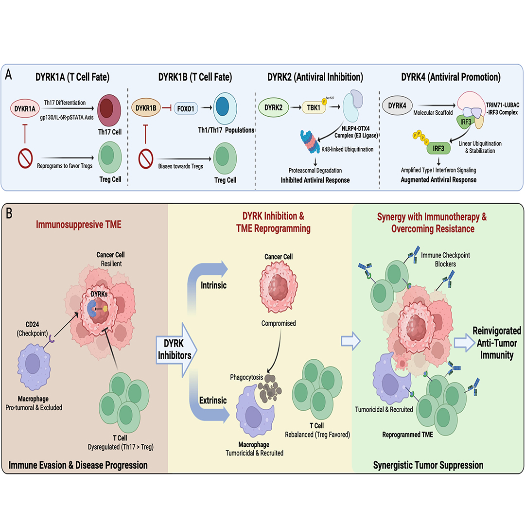GenesNDiseases's tweet photo. Learn how DYRK kinases shape #cancer therapy.
This review shows how DYRK proteins regulate #DNADamageResponse and highlights DYRK inhibitors as promising #PrecisionOncology strategies. @ShandongUni1901
#OpenAccess in #GenesAndDiseases: https://t.co/4QElks4oRP https://t.co/cLWhV4t8ap