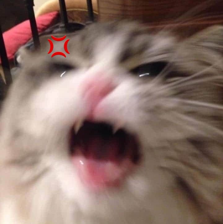 pinkcatbow's tweet photo. น้องเอสอย่าโกด 🐱💢 https://t.co/ieVHsTjbn1