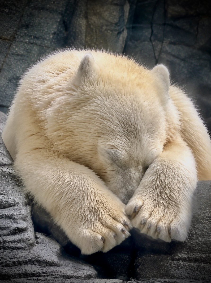 denari0529's tweet photo. おやすみなさい🌙

モモ太｜男鹿水族館GAO

#ホッキョクグマ
#polarbear https://t.co/IsTdYuJ7oK