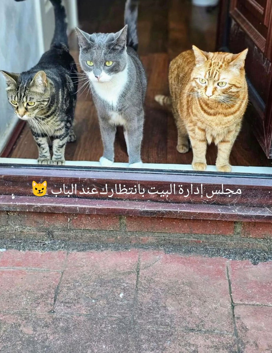 Zairoyx's tweet photo. عصابة المشاغبين الثلاثة عند الباب وكل واحد له شخصية وأسلوب
​
 أوتوم المخططة: أميرة البيت مسوية فيها المظلومة التي لا تخطئ أبداً

 فينبار الرمادي: الهارب من المصحة أحمق ورأس المشاكل

 سيباستيان الزنجبيلي: المدلل والمستبد نازل للباب يطالب بالعشاء فوراً
​نظراتهم مو استقبال هذا اجتماع مجلس الإدارة لمساءلة التأخير

​لو دخلت ولقيت الثلاثي هذا واقف بوجهك مين أكثر واحد تحس شكله ناوي لك على نية؟