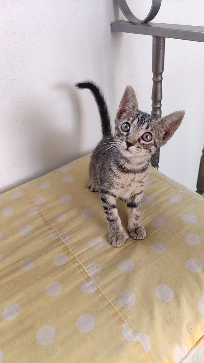SolDifunde's tweet photo. Esta preciosa bebé atigrada busca #ADOPCION URGENTE 🆘🆘 

Es hembra y no llegará a 2 meses.

Recogida de la calle, quieres ayudarla a tener un hogar? 

Está en #AZUAGA (#BADAJOZ) pero puede viajar 🙏 https://t.co/E7LhcYSwvd