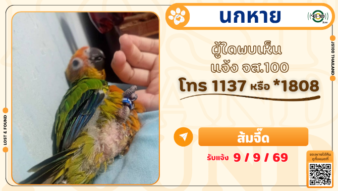 js100radio's tweet photo. นกแก้วหาย ชื่อส้มจี๊ด อายุ 2 เดือน หายจากกระซ้าขาว อ.เมือง จ.สมุทรสาคร เมื่อวันที่ 9 ก.ย. 69  เวลาประมาณ 18.30 น. ผู้ใดพบเห็นแจ้ง JS100 โทร *1808 หรือ 1137

#นกหาย #ตามหานก #JS100 https://t.co/SSJZ2MgUj5